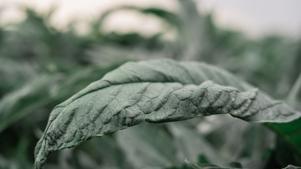 Szklarnia i suszarnia ziół w Gospodarstwie Rolnym Wachowski, Bodzewo — zaplecze produkcyjne od 1974 roku