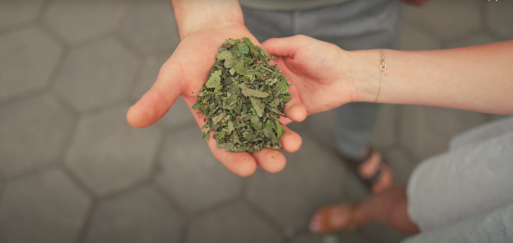 Ręczna selekcja suszonych ziół w Gospodarstwie Rolnym Wachowski — kontrola jakości surowców zielarskich