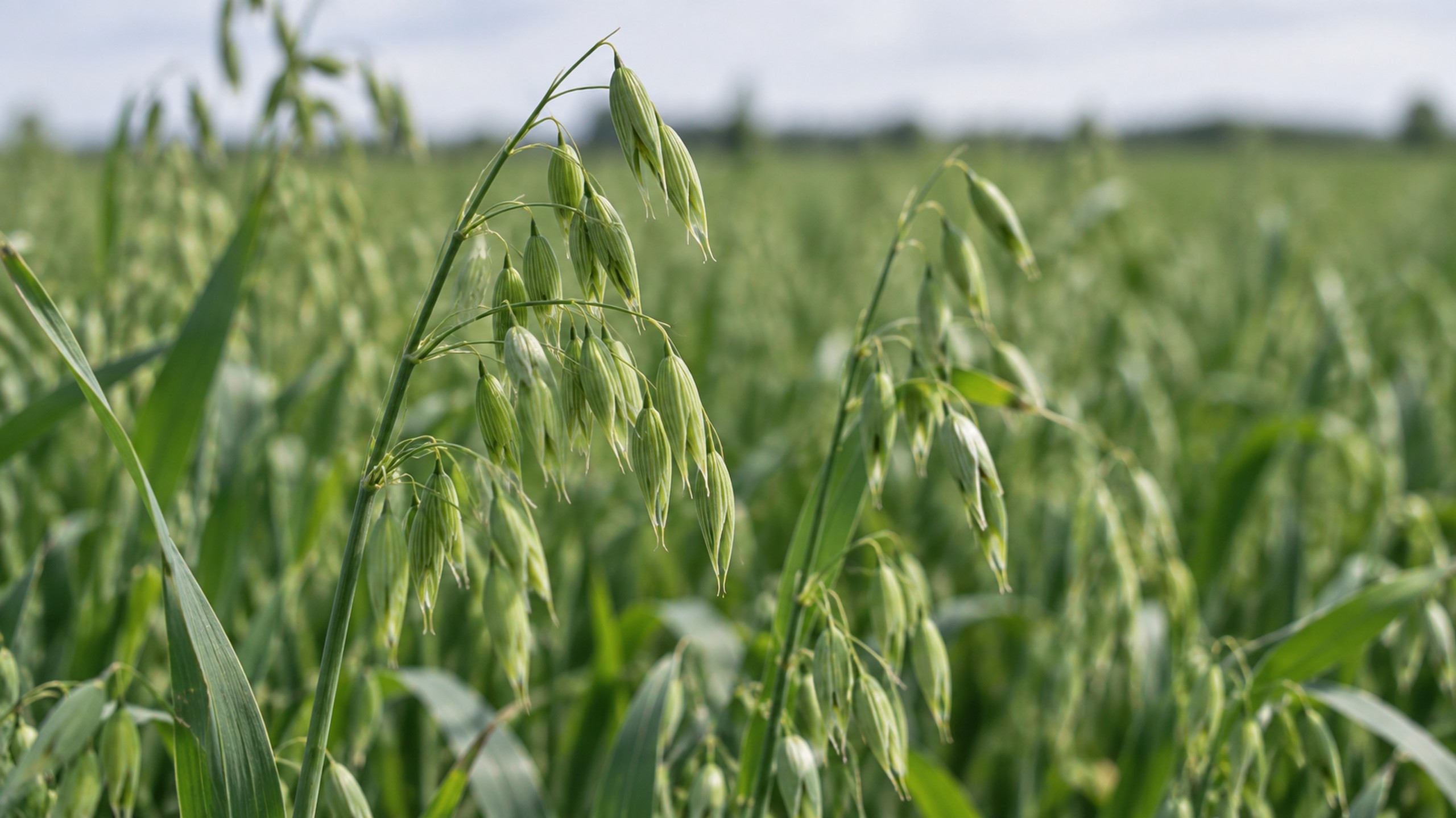 Poglądowa ilustracja zielonego owsa (Avena sativa)